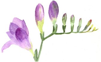 freesia painting